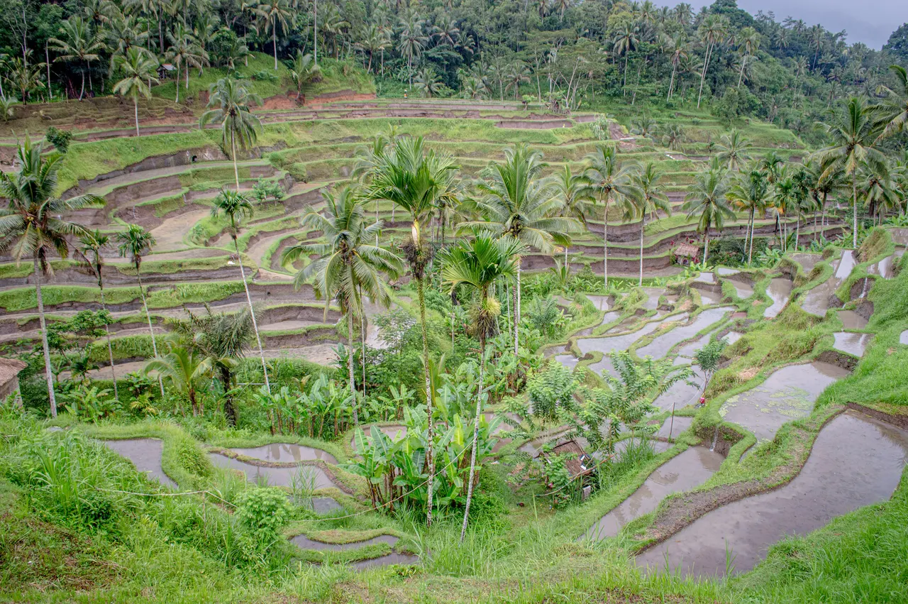 Tiered green rice paddies and coconut palms on the steep valley sides of the Tegallalang rice terraces near Ubud, Bali.