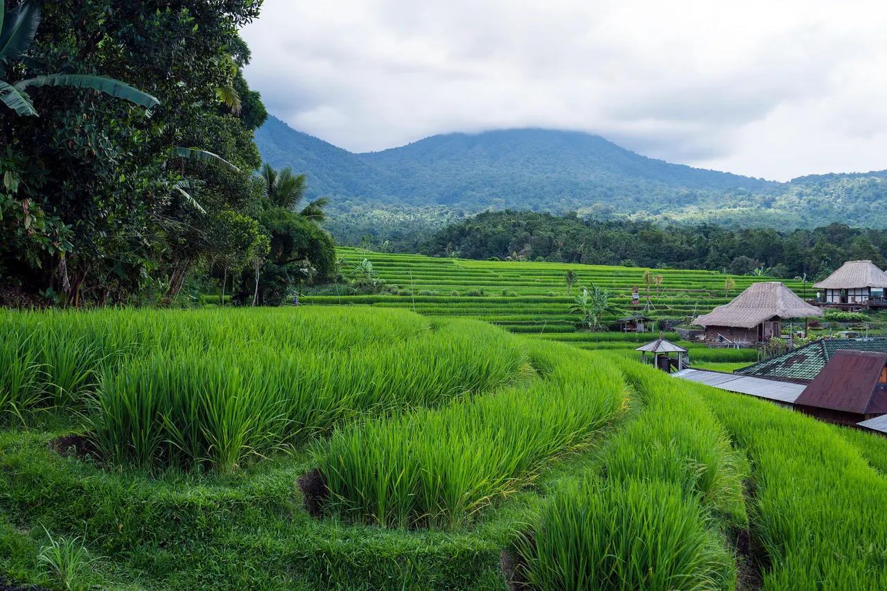Broad Bali valley of green rice fields and terraces with thatched village roofs and forested mountains behind.