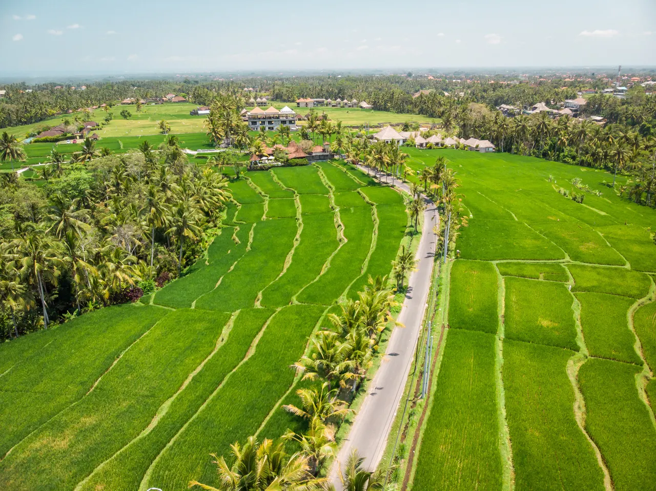 Aerial view of a palm-lined road running between bright green rice fields in Bali.